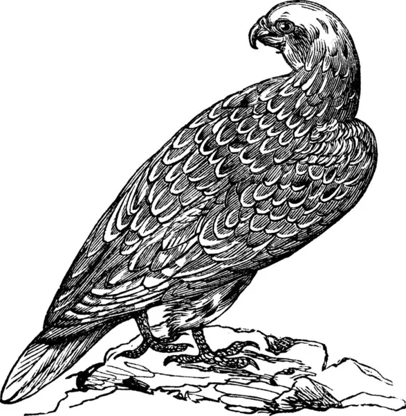 Gyrfalcon Falco Rusticolus Gerfalcon Στη Νορβηγία Vintage Χαρακτική Παλιά Χαραγμένη — Διανυσματικό Αρχείο