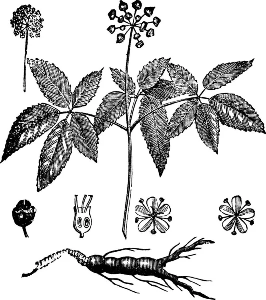 Ginseng Americano Panax Quinquefolius Huaqishen Incisione Vintage Antica Illustrazione Incisa — Vettoriale Stock