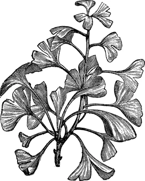 Ginkgo Biloba Salisburia Adiantifolia Pterophyllus Salisburiensis Ginkgo Maidenhair Tree Vintage — Stok Vektör