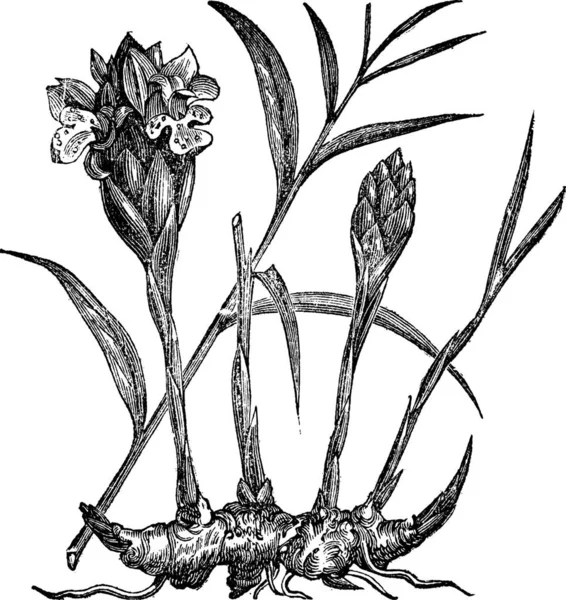 Zingiber Officinale Gingembre Commun Gravure Vintage Ancienne Illustration Gravée Zingiber — Image vectorielle