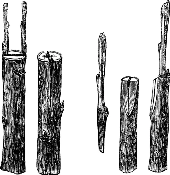 Cleft Grafting 빈티지 Engraving 크기와 종류가 왼쪽접붙이기의 배경에 — 스톡 벡터