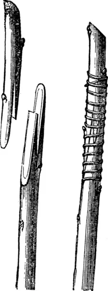 2英国移植或鞭子嫁接老式雕刻术 旧雕刻的鞭子嫁接的图解 显示准备好的舌头和被捆绑在一起的后腿 — 图库矢量图片