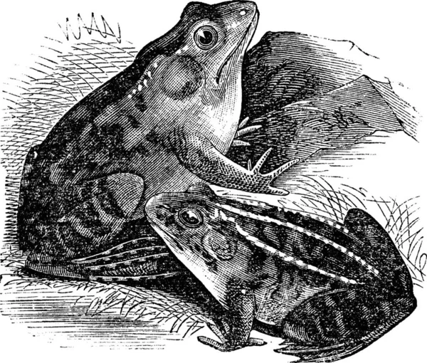 Grenouille Taureau Rana Pipiens Grenouille Léopard Gravure Vintage Ouaouaron Nord — Image vectorielle