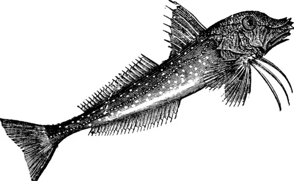Gurnard Gris Trigla Gurnardus Gravure Vintage Sea Robin Ancienne Illustration — Image vectorielle
