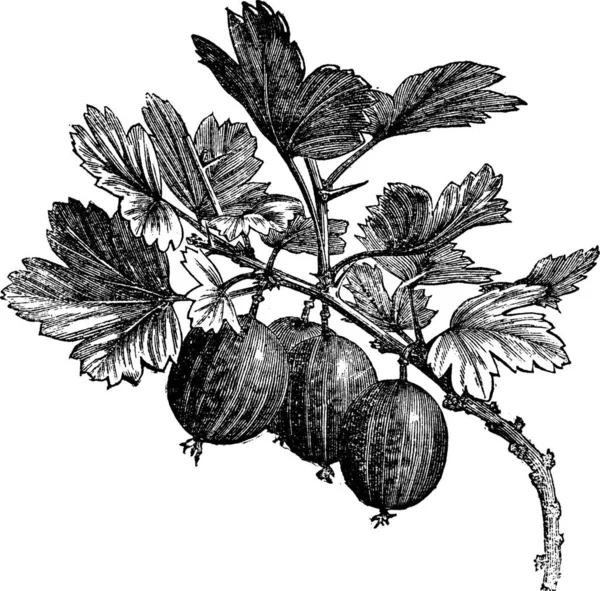 Groselha Ribes Grossularia Gravura Vintage Ilustração Gravada Velha Groselha Espinhosa — Vetor de Stock