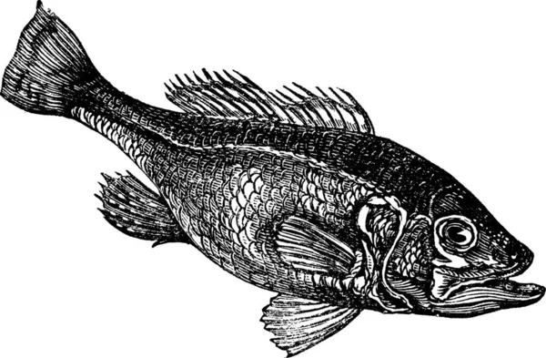 Achigã Micropterus Salmoides Widemouth Bigmouth Black Bass Bucketmouth Gravura Vintage — Vetor de Stock