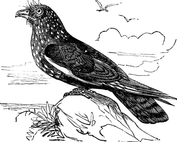 Guacharo Steatornis Caripensis 或油鸟复古雕刻 老刻的 Guacharo 一夜间的水果吃鸟的插图 — 图库矢量图片