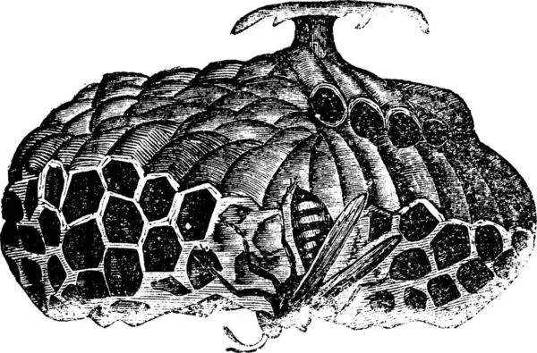 Паперова Оса Верзуляни Або Парасолькова Оса Старовинна Гравюра Стара Гравірована — стоковий вектор