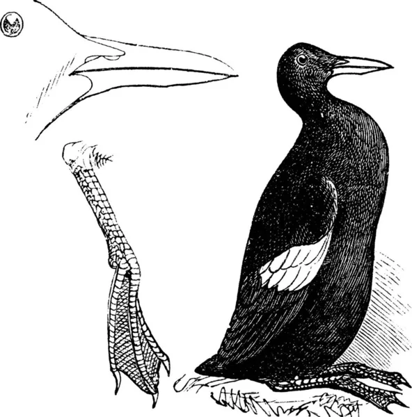 Guillemots Alb Penaj Vară Gravură Vintage Ilustrație Veche Gravată Guillemots — Vector de stoc