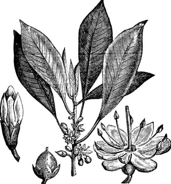 Gutta Percha Isonandra Gutta 或Palaquium Gutta Vintage Engraving 古塔茶树叶 花和果实的古老雕刻图解 — 图库矢量图片