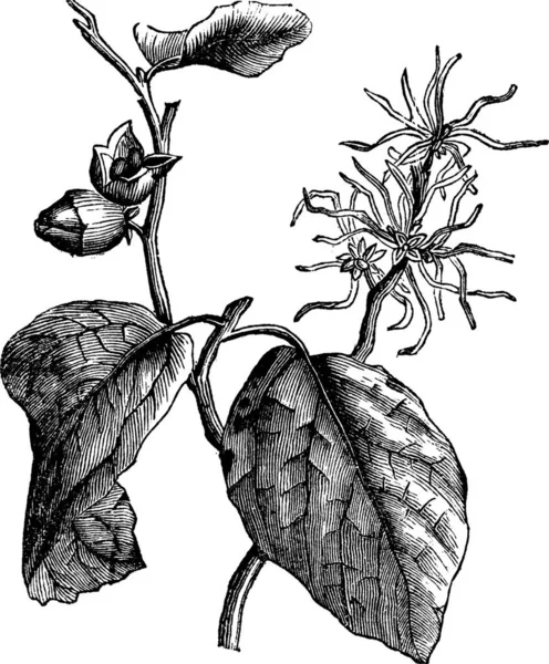 Cadı Fındığı Hamamelis Virginiana Kış Çiçeği Işlemesi Cadı Fındığı Yaprakları — Stok Vektör
