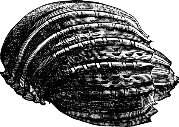 Grawerowanie Rocznika Harfa Harfa Ventriculata Stary Wygrawerowanym Ilustracja Powłoki Harfa — Wektor stockowy