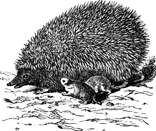 Európai Sün Erinaceus Europaeus Közös Sündisznó Vagy Vintage Gravírozó Hedgehog — Stock Vector