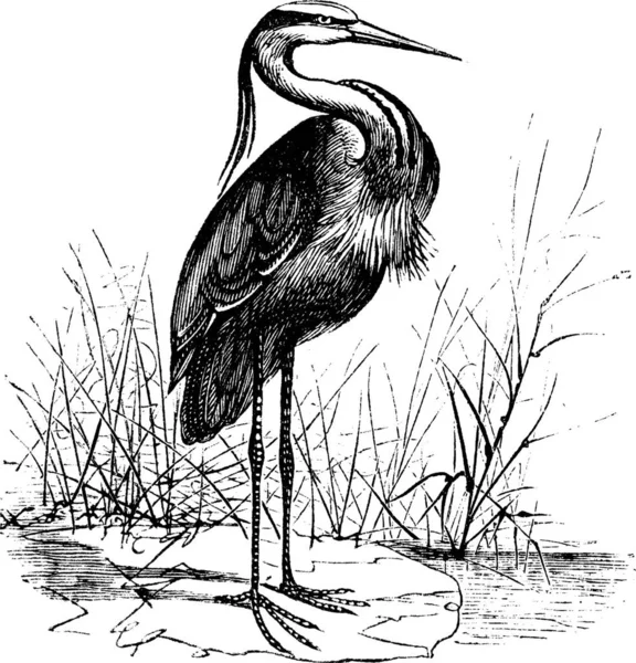 Κοινό Ευρωπαϊκό Ερωδιό Ardea Cinerea Γκρί Heron Vintage Χάραξη Παλιά — Διανυσματικό Αρχείο