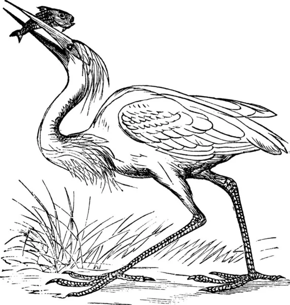 Grande Garça Branca Ardea Occidentalis Gravura Vintage Ilustração Gravada Velha —  Vetores de Stock