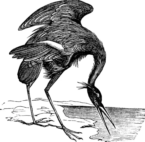 Great Blue Heron Ardea Herodias Vintage Engraving Old Engraved Illustration — Stock Vector