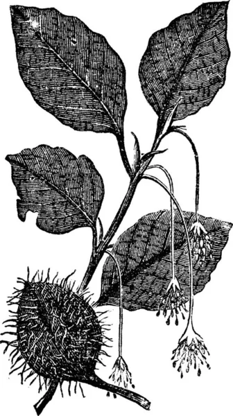 Listy Květiny Plody Rytiny Bukového Vinobraní Staré Ryté Ilustrace Listů — Stockový vektor