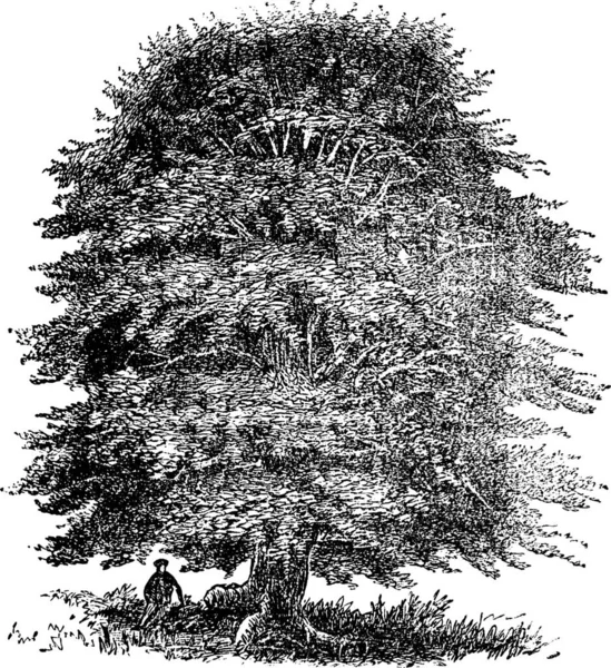 Černobílá Ilustrace Stromu — Stockový vektor