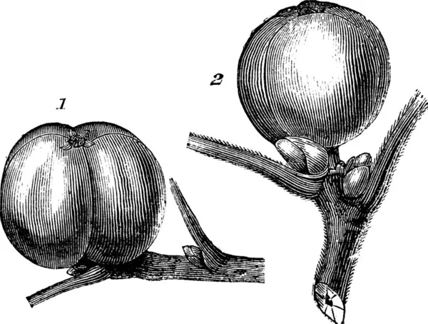 White Hickory Nut Fruit Tomentose Hickory Nut Fruit Vintage Gravírování — Stockový vektor