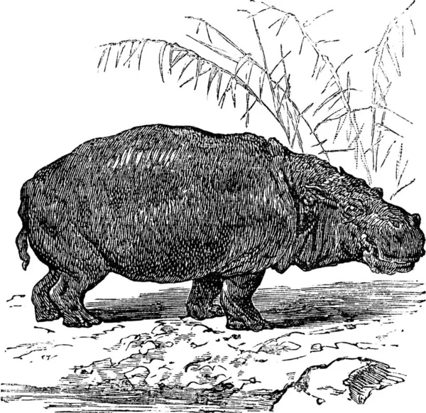 Hipopótamo Hipopótamo Anfíbio Hipo Hipopótamo Gravura Vintage Ilustração Gravada Velha — Vetor de Stock