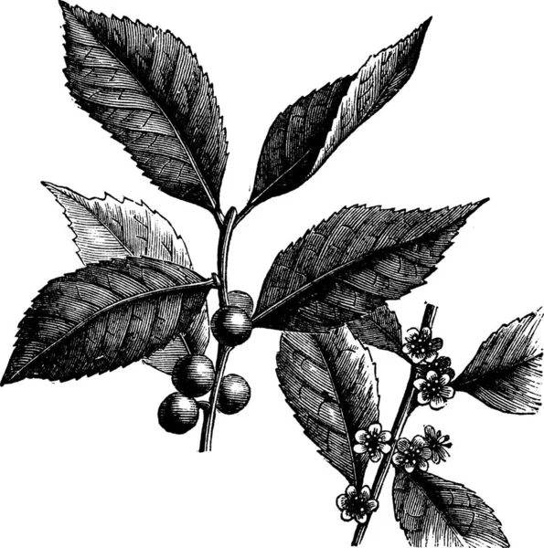 American Winterberry Ilex Verticillata Black Alder Winterberry Brook Alder Canada — Stockvector