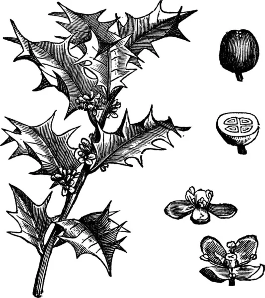 Stechpalme Oder Ilex Aquifolium Oder Stechpalme Oder Stechpalme Oder Mexikanische — Stockvektor