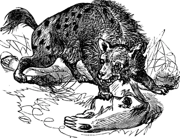 发现海那或Crocuta Crocuta Crocuta或笑海那 老式雕刻 在草地上打猎的斑点鬣狗的古老雕刻图解 — 图库矢量图片