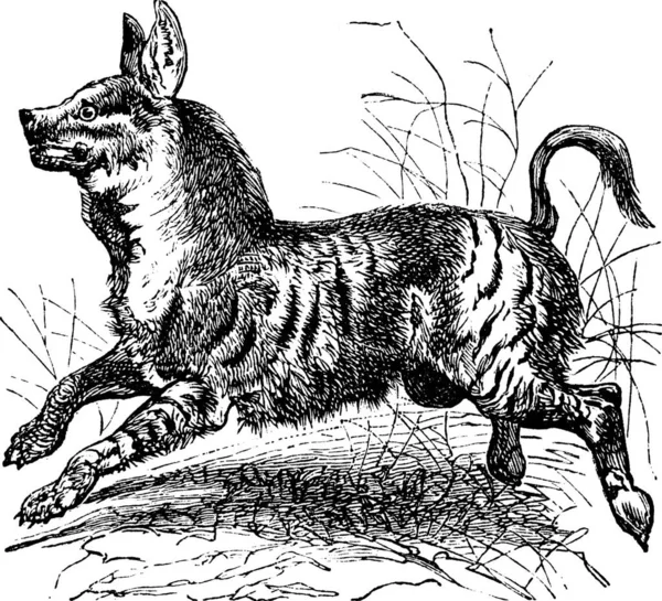 Striped Hyena Hyaena Hyaena Gravura Vintage Ilustração Gravada Velha Hyena —  Vetores de Stock