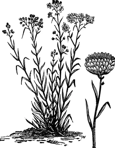 Helichrysum Orientale Archivní Rytina Staré Ryté Ilustrace Helichrysum Orientale Izolovanou — Stockový vektor