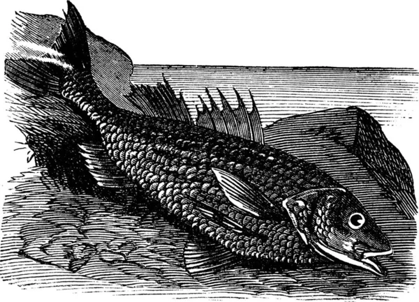 Ryby Jezeře — Stockový vektor
