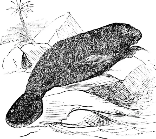 Florida Manatee Manatus Latirostris Gravura Vintage Ilustração Gravada Velha Manatee — Vetor de Stock