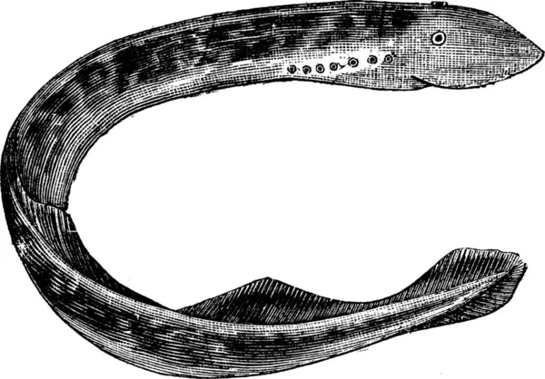 Lamprey América Petromyzon Americanus Sea Lamprey Vintage Gravura Ilustração Gravada —  Vetores de Stock