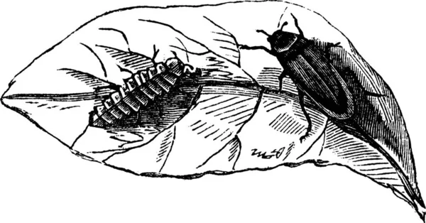 Glühwürmchen Lampyris Noctiluca Auf Blattschnitt Alte Gravierte Illustration Von Glühwürmchen — Stockvektor