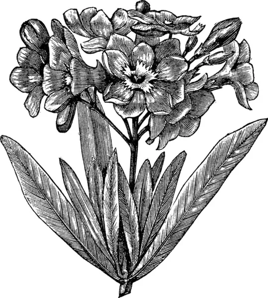 Illustration Une Fleur Avec Fond Noir Blanc — Image vectorielle