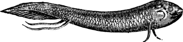 レピドシレン南米肺魚アメリカ泥魚又はサンショウウオ魚のうろこ状 ヴィンテージの図は刻まれました Trousset 百科事典 1886年 1891 — ストックベクタ