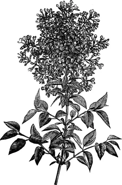 Syringa Vulgaris Lilac Common Lilac Vintage Engraved Illustration Trousset Encyclopedia — Stock Vector