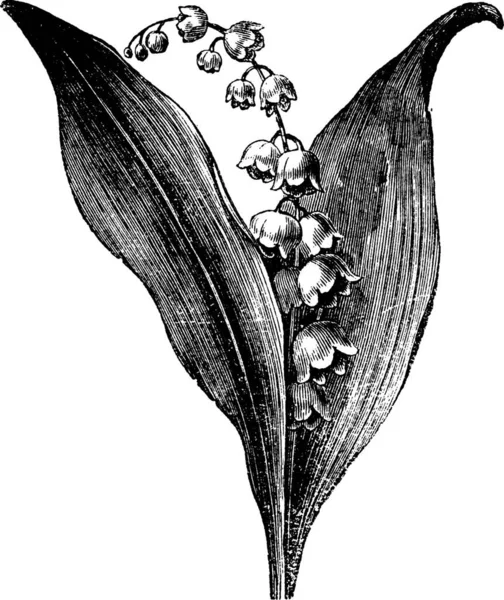 Convallaria Majalis Lily Valley Lily Valley Vintage Engraved Illustration 곤경에 — 스톡 벡터