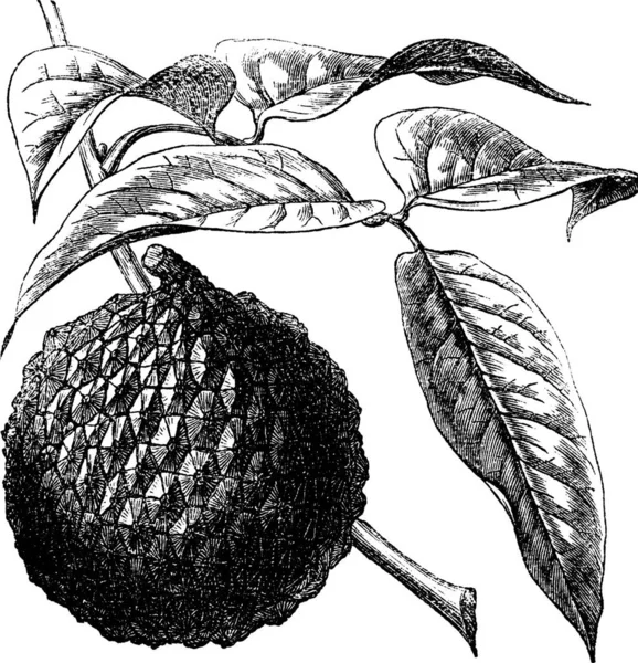 Lychee Litchi Chinensis Leechi Litchi Laichi Lichu Lizhi Gravura Vintage —  Vetores de Stock