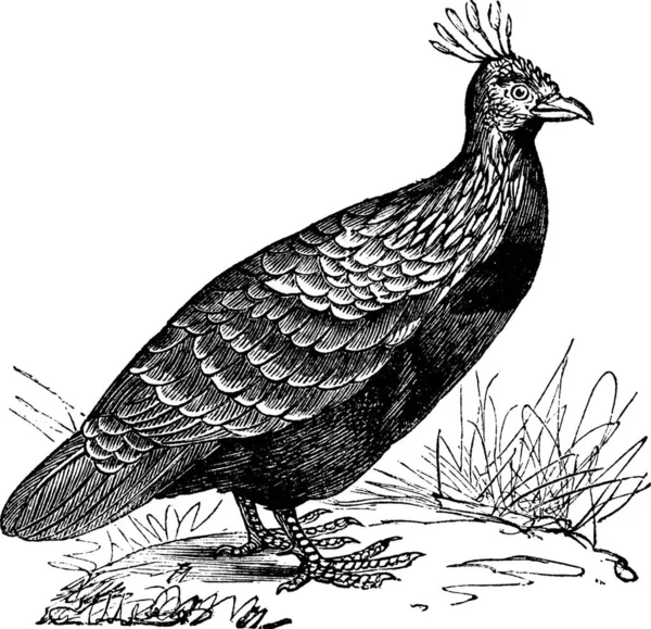 Himalaya Monal Eller Lophophorus Impejanus Eller Impeyan Monal Eller Impeyan — Stock vektor