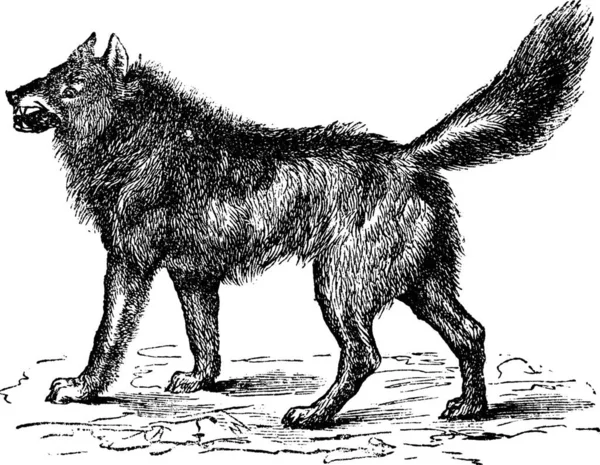 Eurasischer Wolf Oder Canis Lupus Lupus Oder Europäischer Gewöhnlicher Oder — Stockvektor
