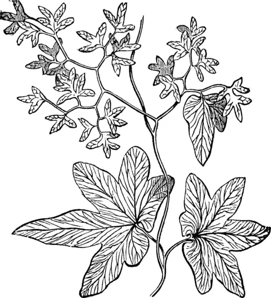 Lygodium Palmatum 하트포드 빈티지 새겨진 배경에 고립의 — 스톡 벡터