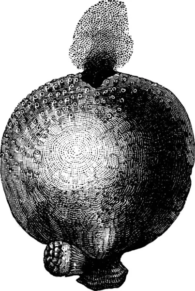 Гігантський Пуфбол Або Calvatia Gigantea Або Lycoperdon Giganteum Вінтажна Гравюра — стоковий вектор