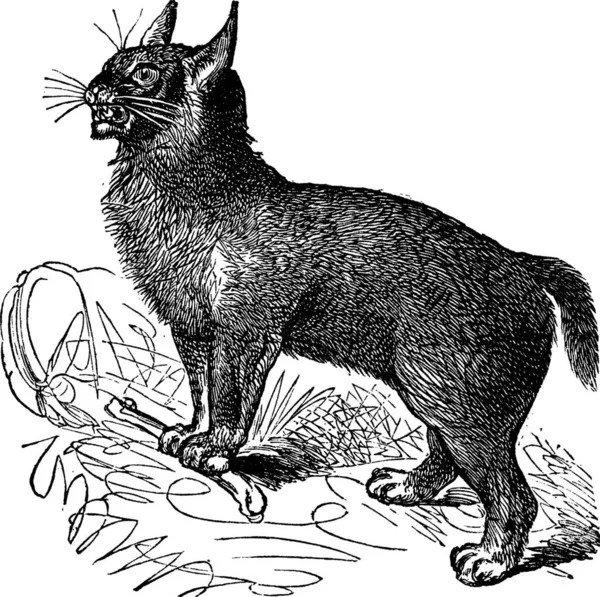 Canada Lynx Oder Lynx Canadensis Oder Canadian Lynx Kupferstich Alte — Stockvektor