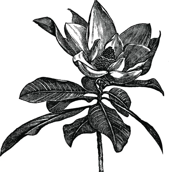 Déli Magnólia Vagy Magnolia Grandiflora Vagy Bull Bay Vagy Laurel — Stock Vector