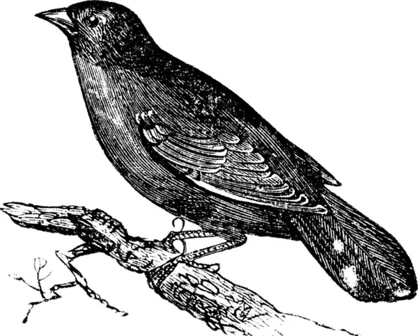 Guianan Κόκκινο Cotinga Phoenicircus Carnifex Vintage Χαρακτική Παλιά Χαραγμένο Απεικόνιση — Διανυσματικό Αρχείο