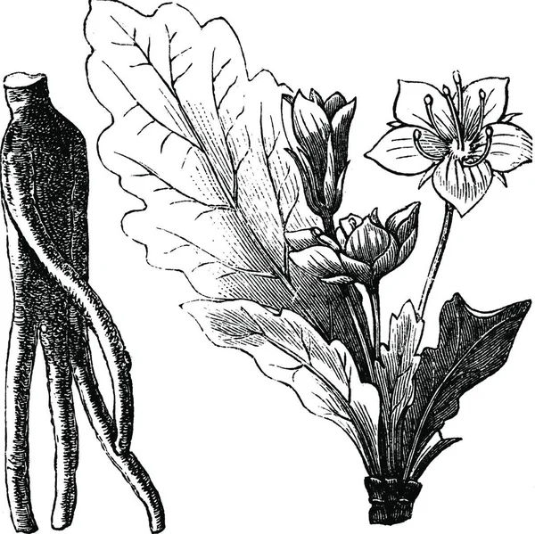Mandrake Root Mandragora Officinarum Vintage Gravure Oude Gegraveerd Illustratie Van — Stockvector