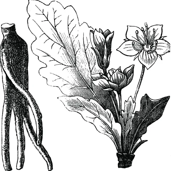 Mandrake Raiz Mandragora Officinarum Gravura Vintage Ilustração Gravada Velha Raiz — Vetor de Stock