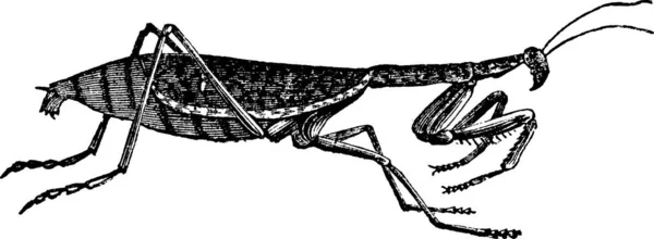 European Mantis Mantis Religiosa Praying Mantis Vintage Engraving Old Engraved — Stock Vector