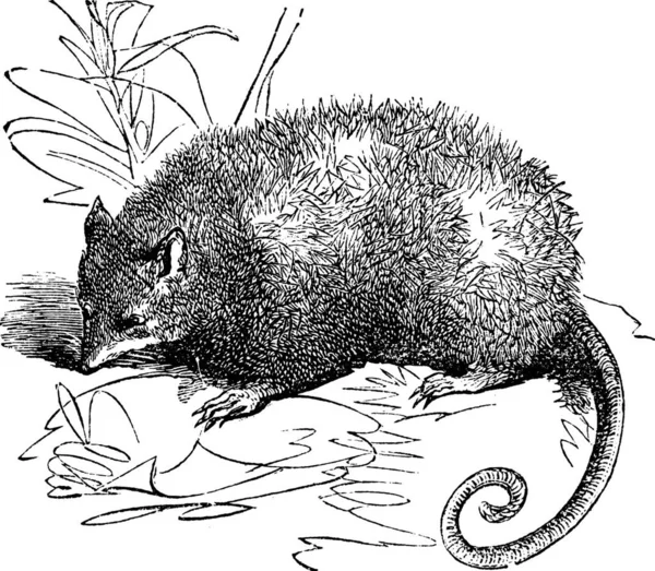 Opossum Eller Didelphis Virginiana Vintage Graverad Illustration Trousset Encyklopedi 1886 — Stock vektor