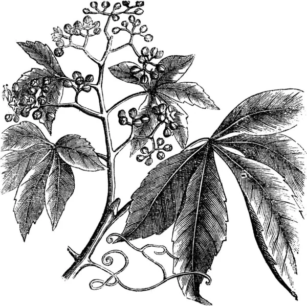 Virginia Creeper Ampelopsis Parthenocissus Quinquefolia American Ivy Woodbine False Grape — Vetor de Stock